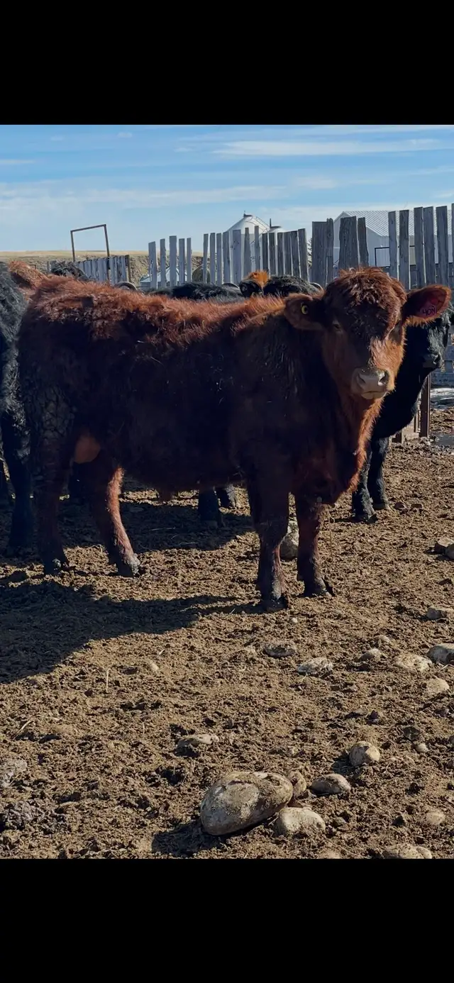 SOUTH DEVON BULLS - Photo 3