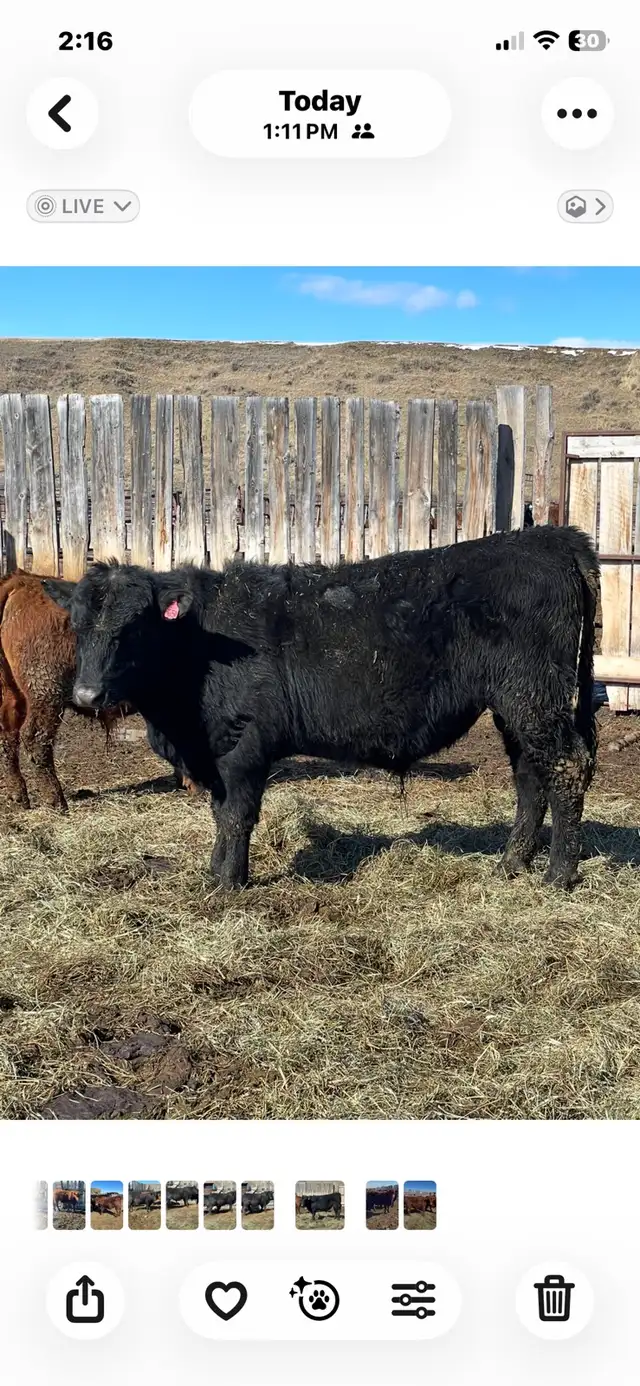 SOUTH DEVON BULLS - Photo 4