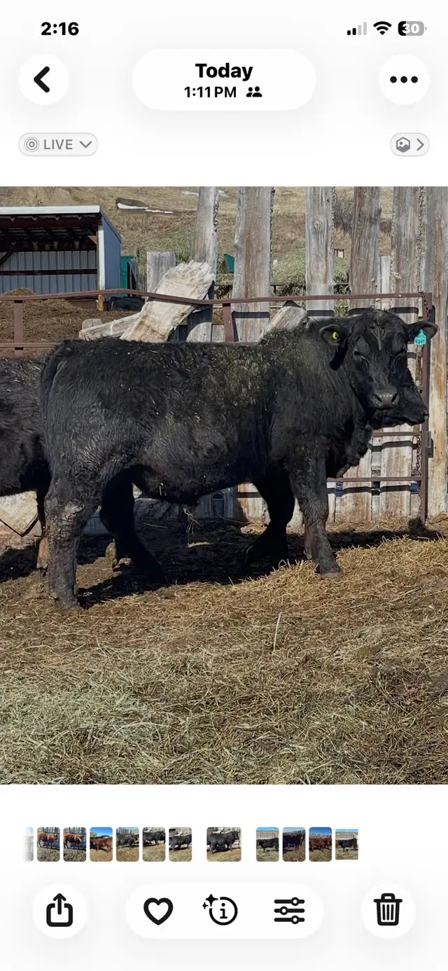 SOUTH DEVON BULLS - Photo 5