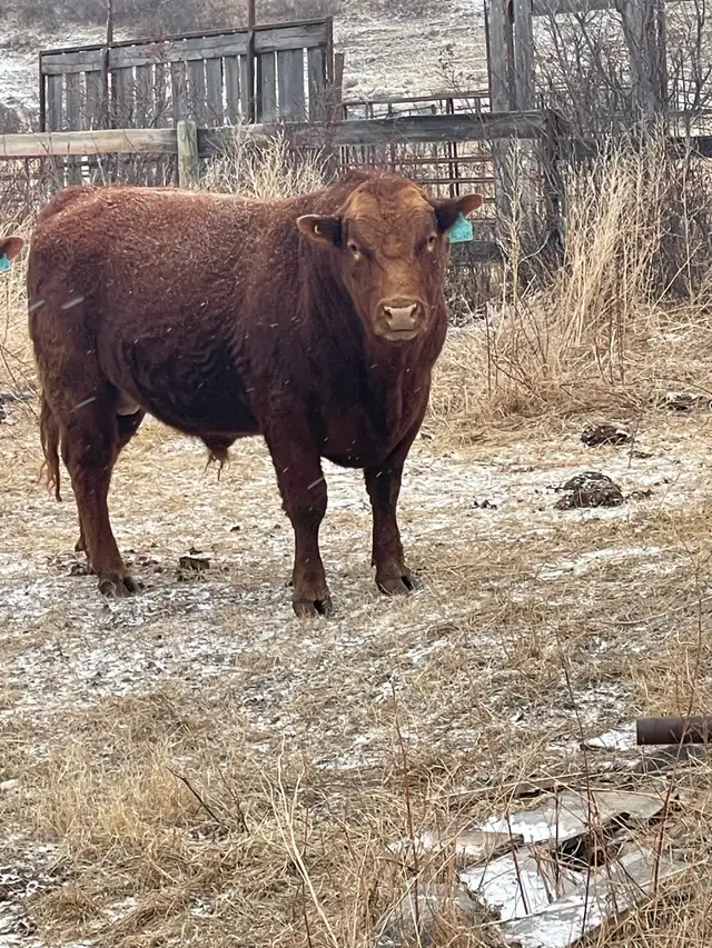 SOUTH DEVON BULLS - Photo 6