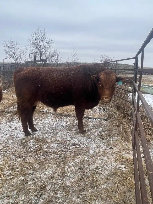 SOUTH DEVON BULLS - Photo 7