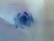 Trent Semi Porcelain Samuel  16" x 12". England - Photo 2