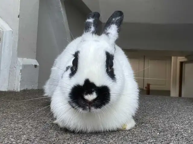 Female Bunny for Adoption