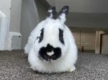 Female Bunny for Adoption