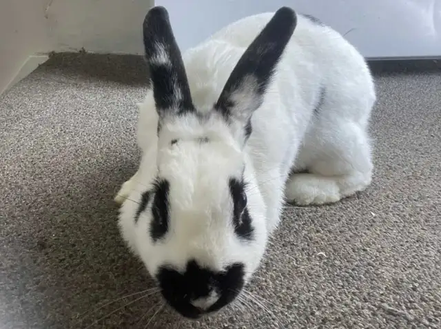 Female Bunny for Adoption - Photo 2