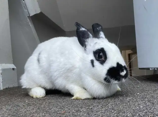 Female Bunny for Adoption - Photo 3