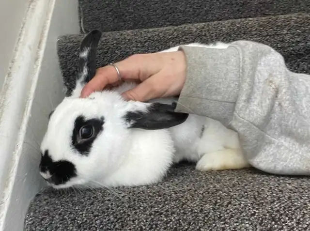 Female Bunny for Adoption - Photo 4