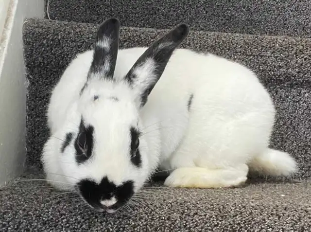 Female Bunny for Adoption - Photo 5