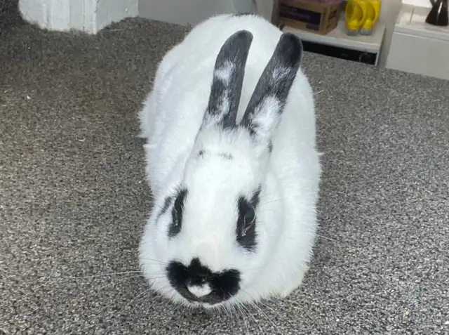 Female Bunny for Adoption - Photo 6