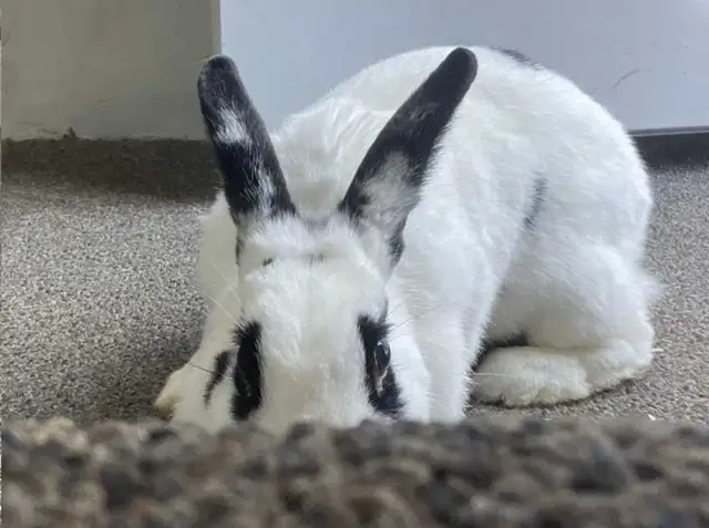 Female Bunny for Adoption - Photo 7