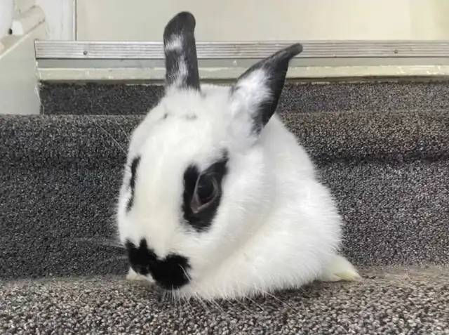 Female Bunny for Adoption - Photo 8