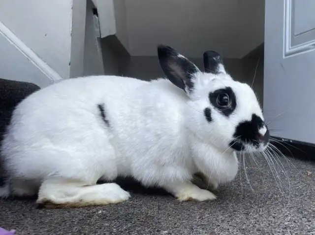 Female Bunny for Adoption - Photo 9