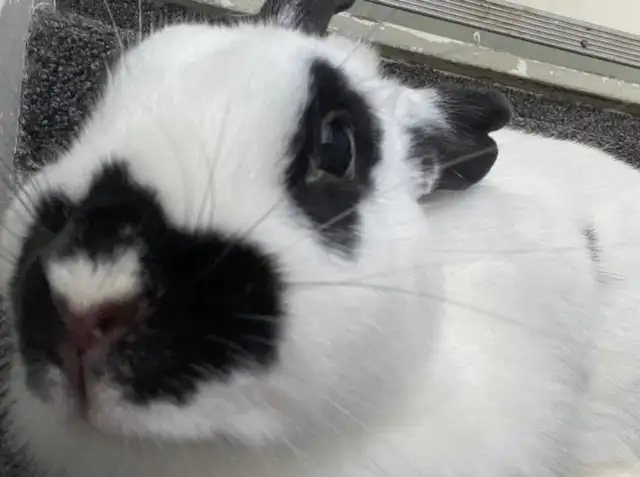 Female Bunny for Adoption - Photo 10