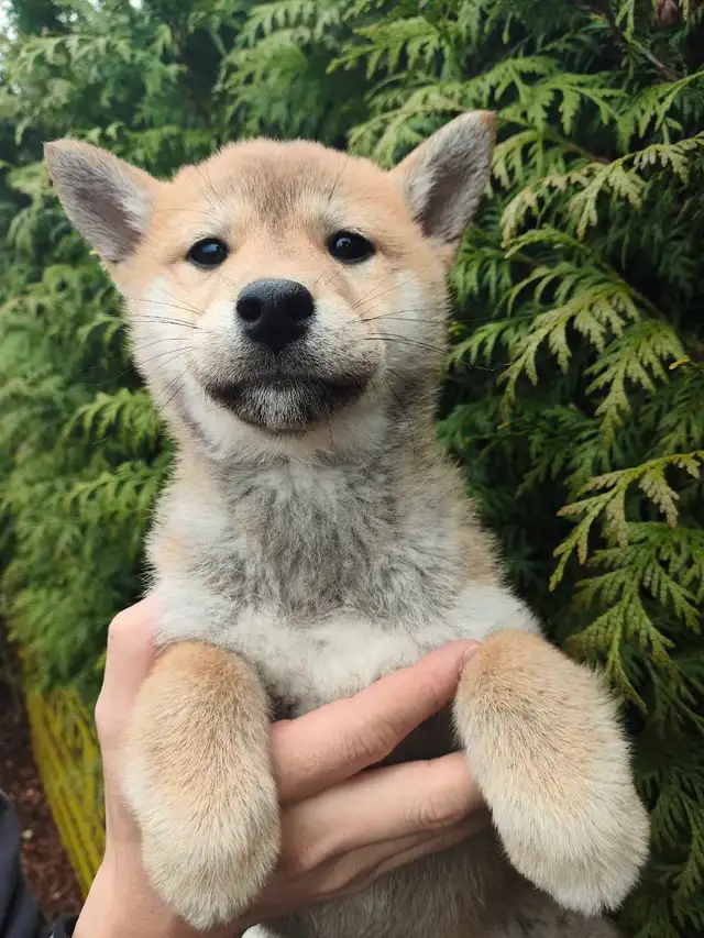Pure breed shiba inu puppy rehoming