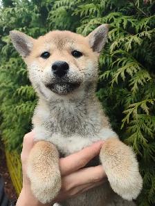 Pure breed shiba inu puppy rehoming
