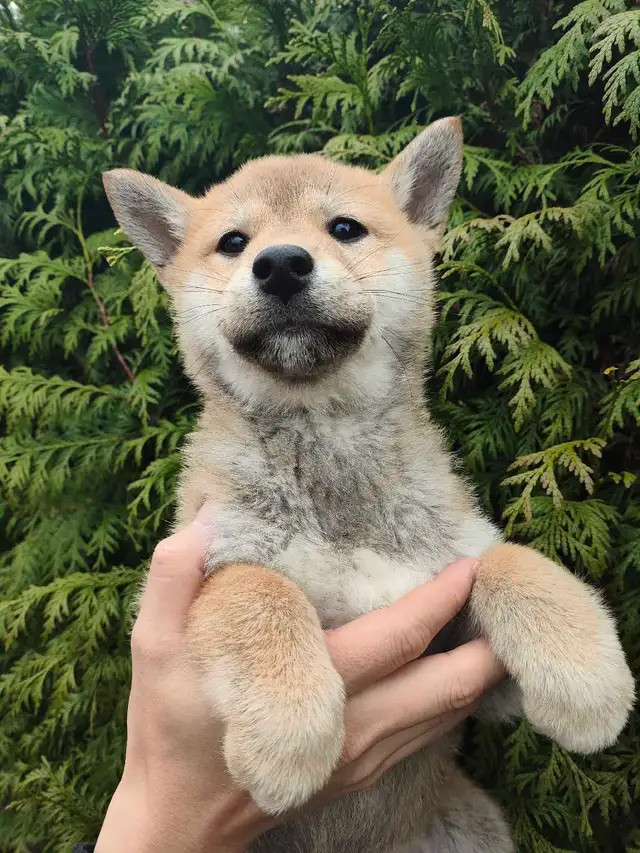 Pure breed shiba inu puppy rehoming - Photo 2