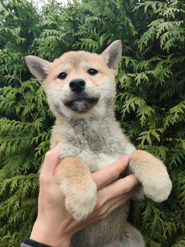 Pure breed shiba inu puppy rehoming - Photo 3