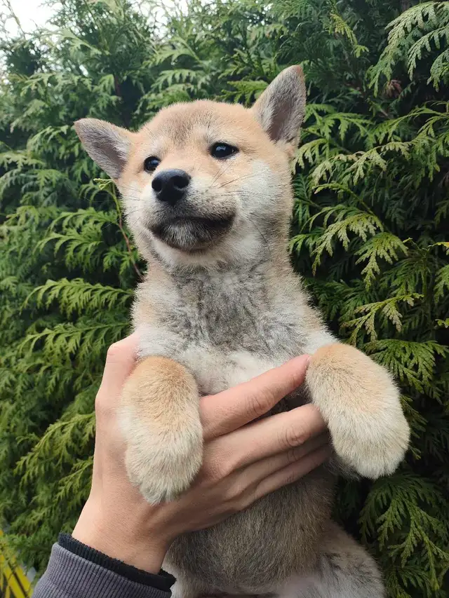 Pure breed shiba inu puppy rehoming - Photo 4