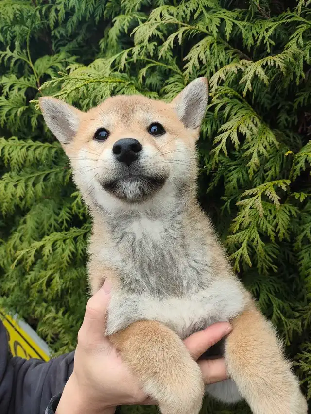 Pure breed shiba inu puppy rehoming - Photo 5