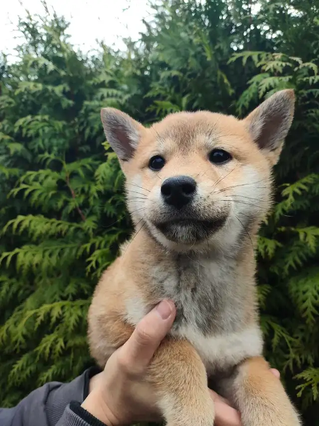 Pure breed shiba inu puppy rehoming - Photo 6