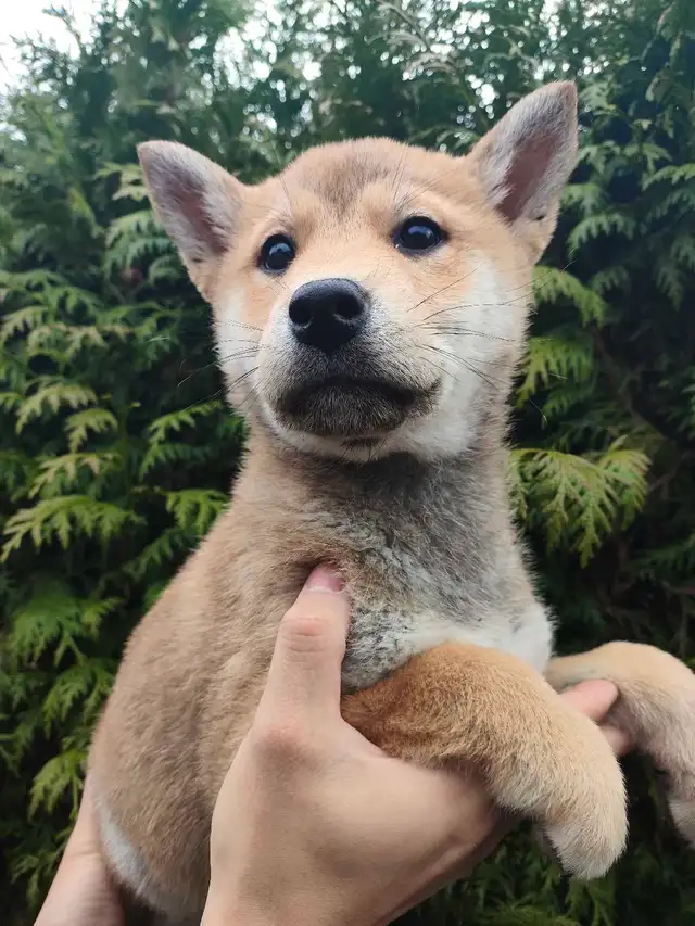 Pure breed shiba inu puppy rehoming - Photo 7
