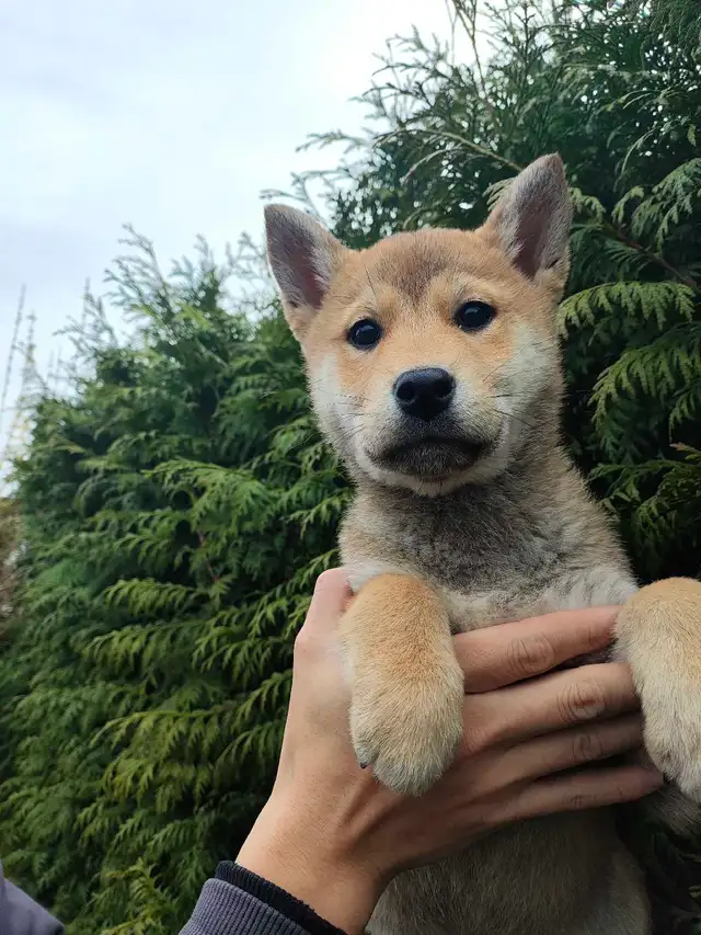 Pure breed shiba inu puppy rehoming - Photo 8