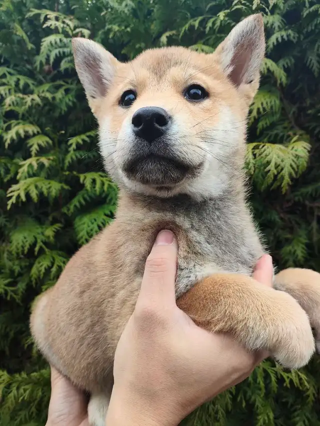 Pure breed shiba inu puppy rehoming - Photo 9