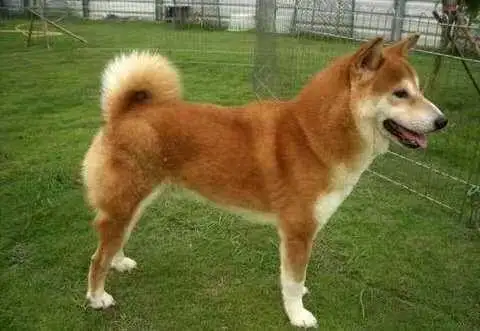 Pure breed shiba inu puppy rehoming - Photo 10