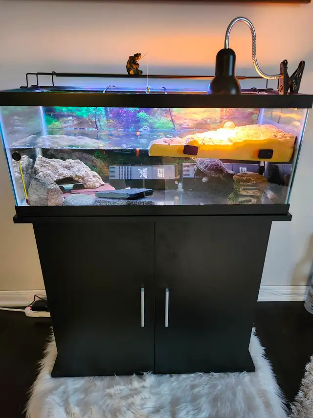 Red eared slider turtle