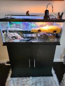 Red eared slider turtle