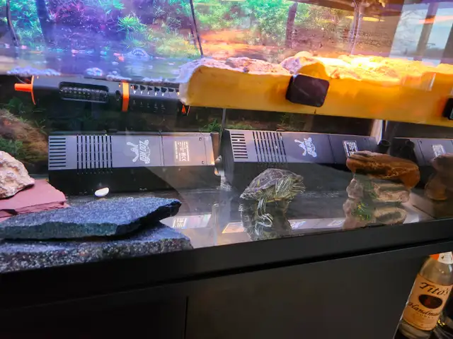 Red eared slider turtle - Photo 4