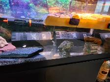 Red eared slider turtle - Photo 4