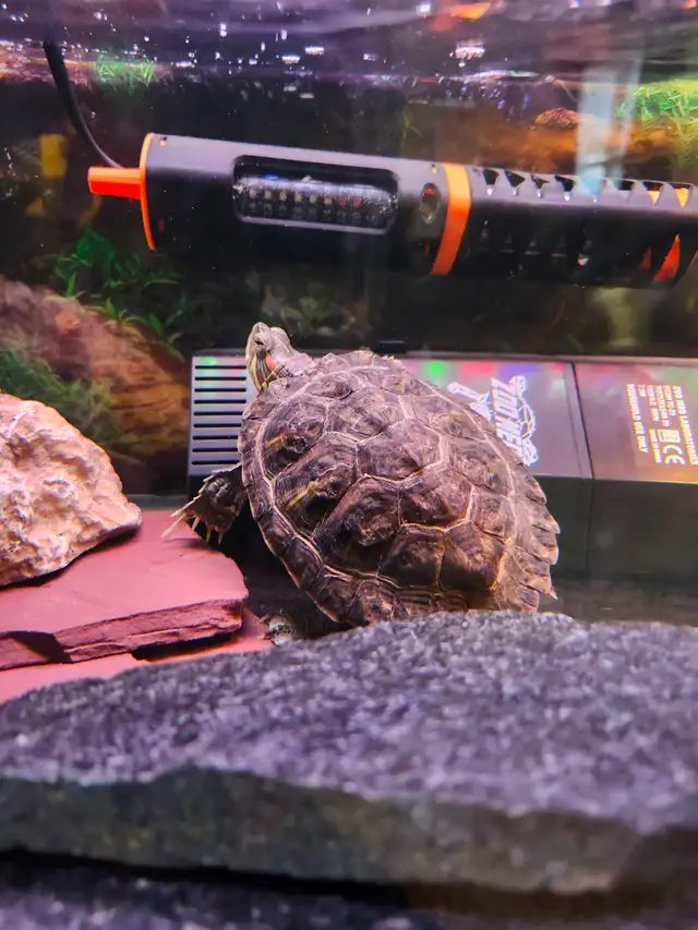 Red eared slider turtle - Photo 5