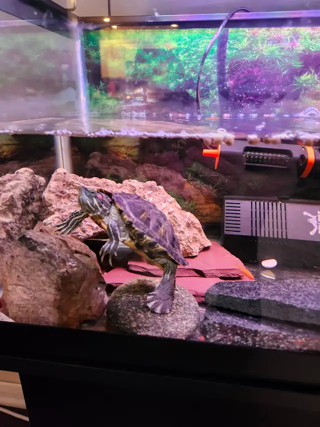 Red eared slider turtle - Photo 6