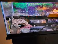 Red eared slider turtle - Photo 8