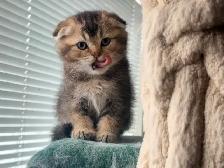 Scottish Fold and Straight Kittens (Boys)
