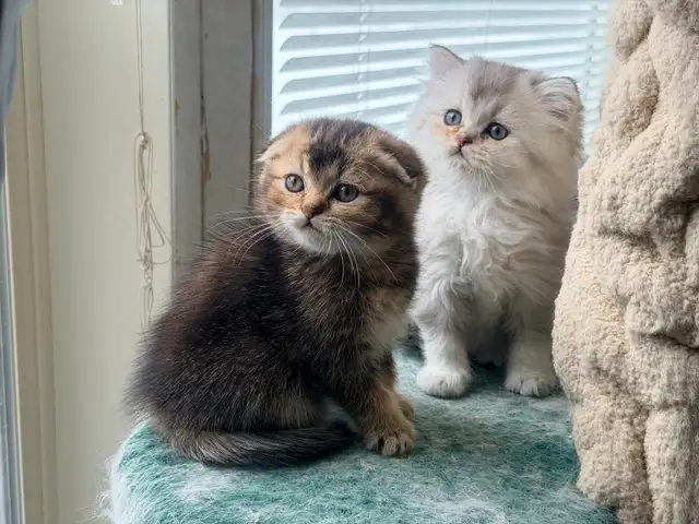 Scottish Fold and Straight Kittens (Boys) - Photo 3