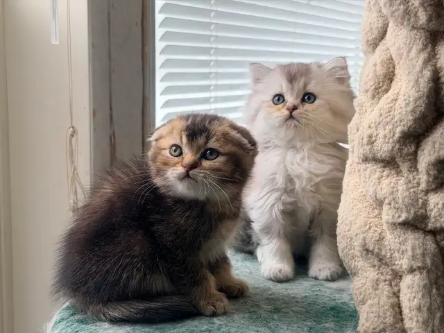 Scottish Fold and Straight Kittens (Boys) - Photo 5