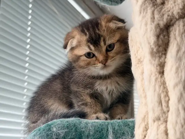 Scottish Fold and Straight Kittens (Boys) - Photo 9