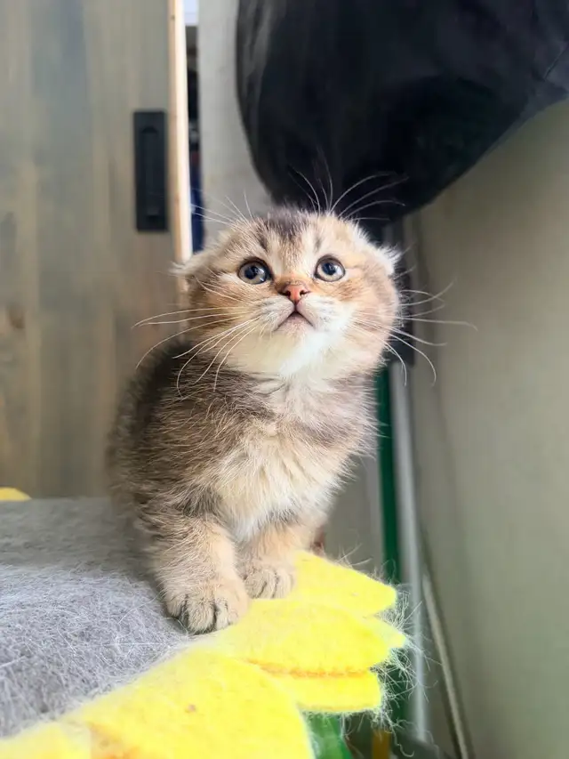 Scottish Fold and Straight Kittens (Boys) - Photo 10