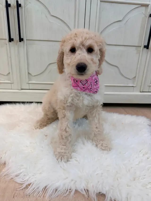 Moyen GoldenDoodle F1B