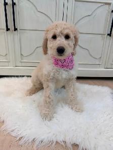 Moyen GoldenDoodle F1B