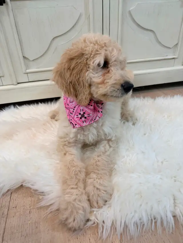 Moyen GoldenDoodle F1B - Photo 2