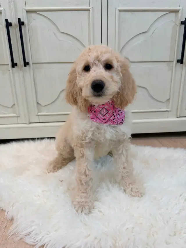 Moyen GoldenDoodle F1B - Photo 3