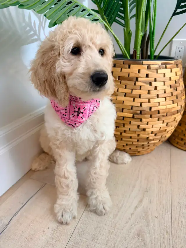 Moyen GoldenDoodle F1B - Photo 4