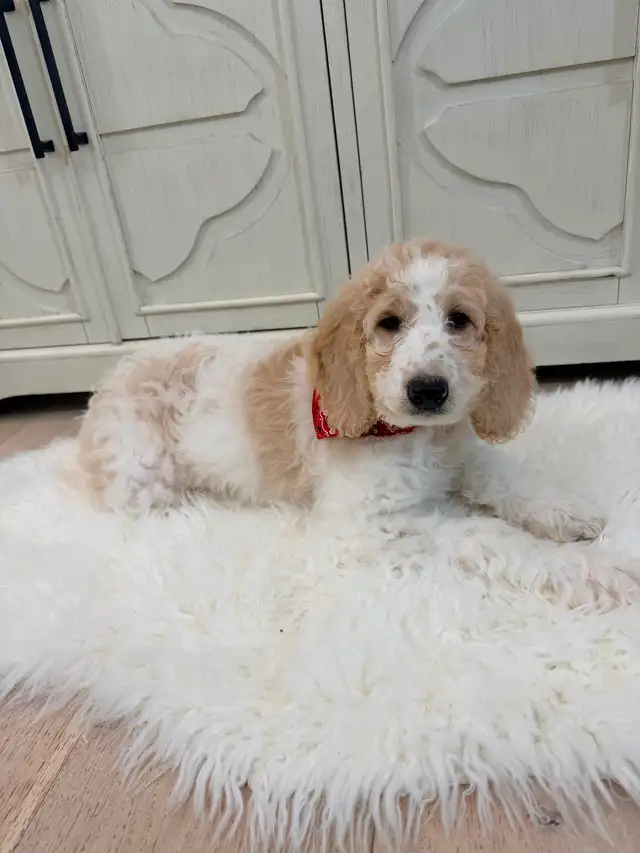 Moyen GoldenDoodle F1B - Photo 5