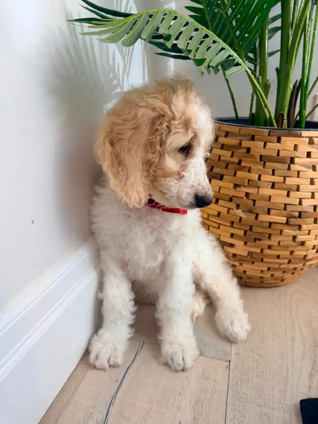 Moyen GoldenDoodle F1B - Photo 6