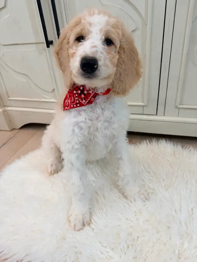 Moyen GoldenDoodle F1B - Photo 7