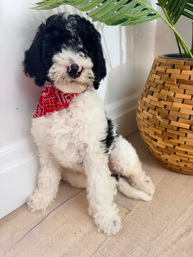 Moyen GoldenDoodle F1B - Photo 8