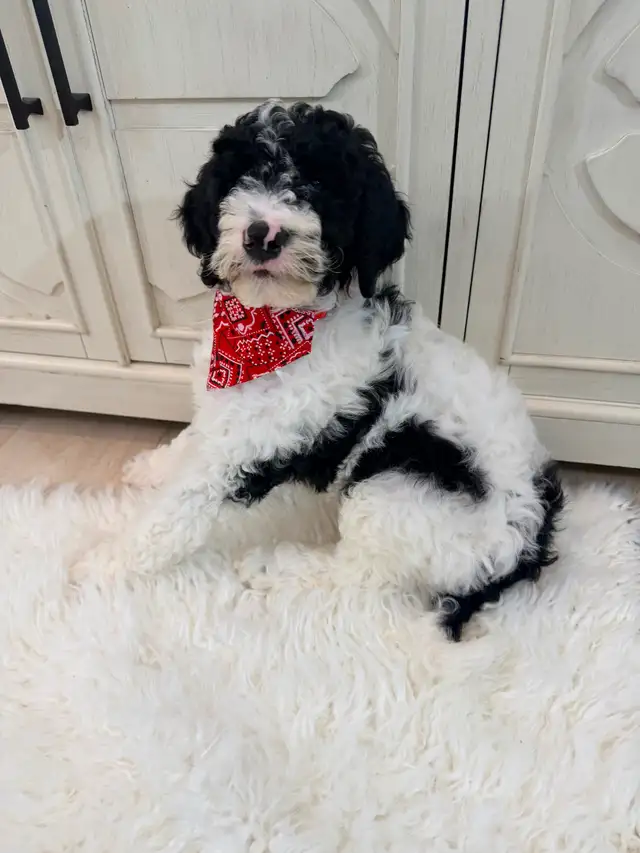 Moyen GoldenDoodle F1B - Photo 9